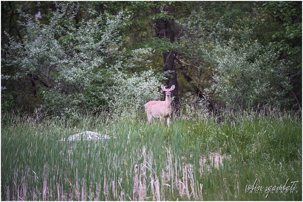 photo of deer from afar